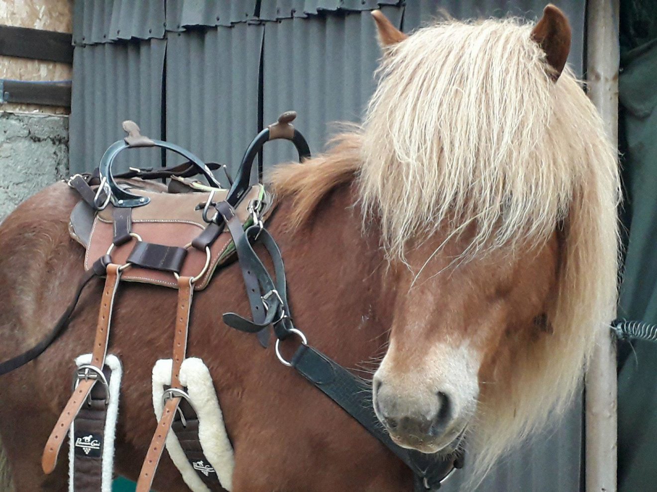 Nos chevaux